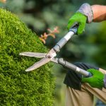 How to prune a ball or Provence cypress to maintain a perfect shape?