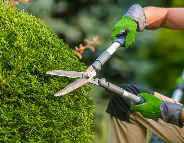 How to prune a ball or Provence cypress to maintain a perfect shape?