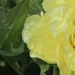 How to care for a tree peony throughout the seasons?