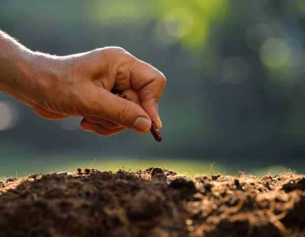 How to test the germination of old seeds?