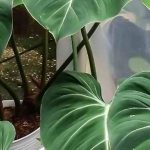 Diseases and pests of Philodendron