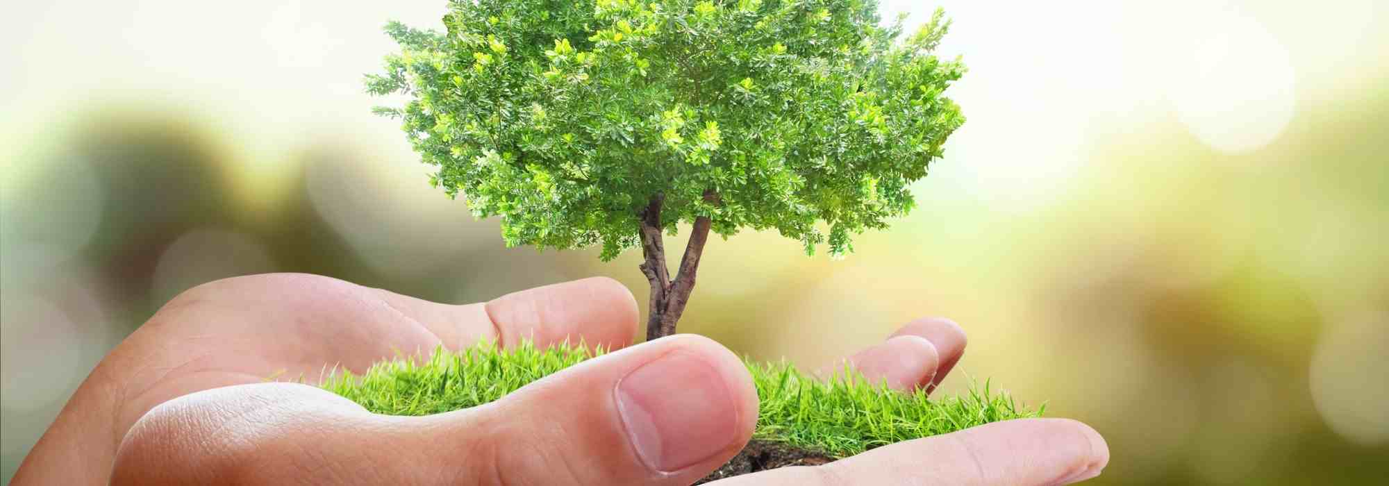 Planting a tree on St Catherine's Day: a ritual to (re)discover
