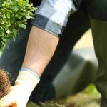 Planting to rebuild oneself or the restorative power of plants