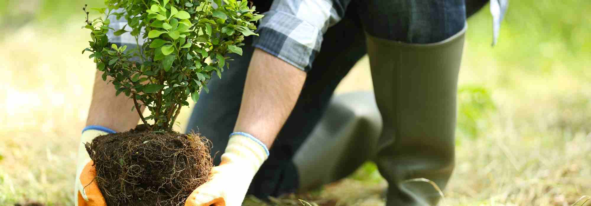 Planting to rebuild oneself or the restorative power of plants