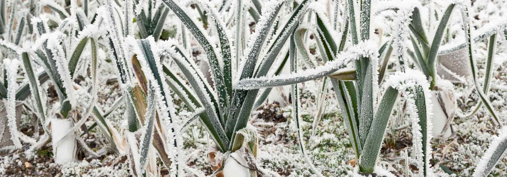 Which vegetables to grow when it freezes in the vegetable garden?