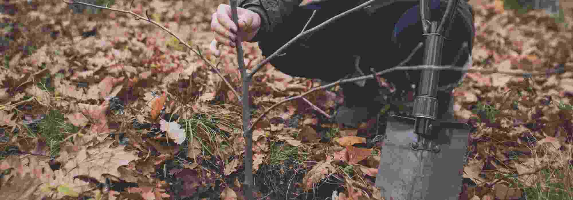 Planting on Saint Catherine's Day: Mistakes to avoid