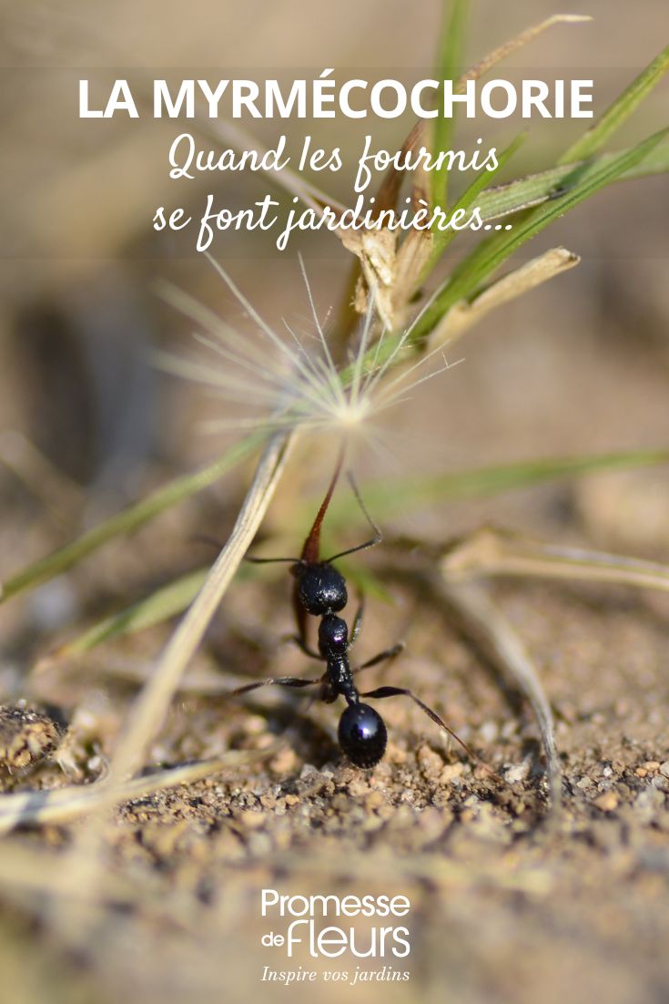 an ant carrying a dandelion seed