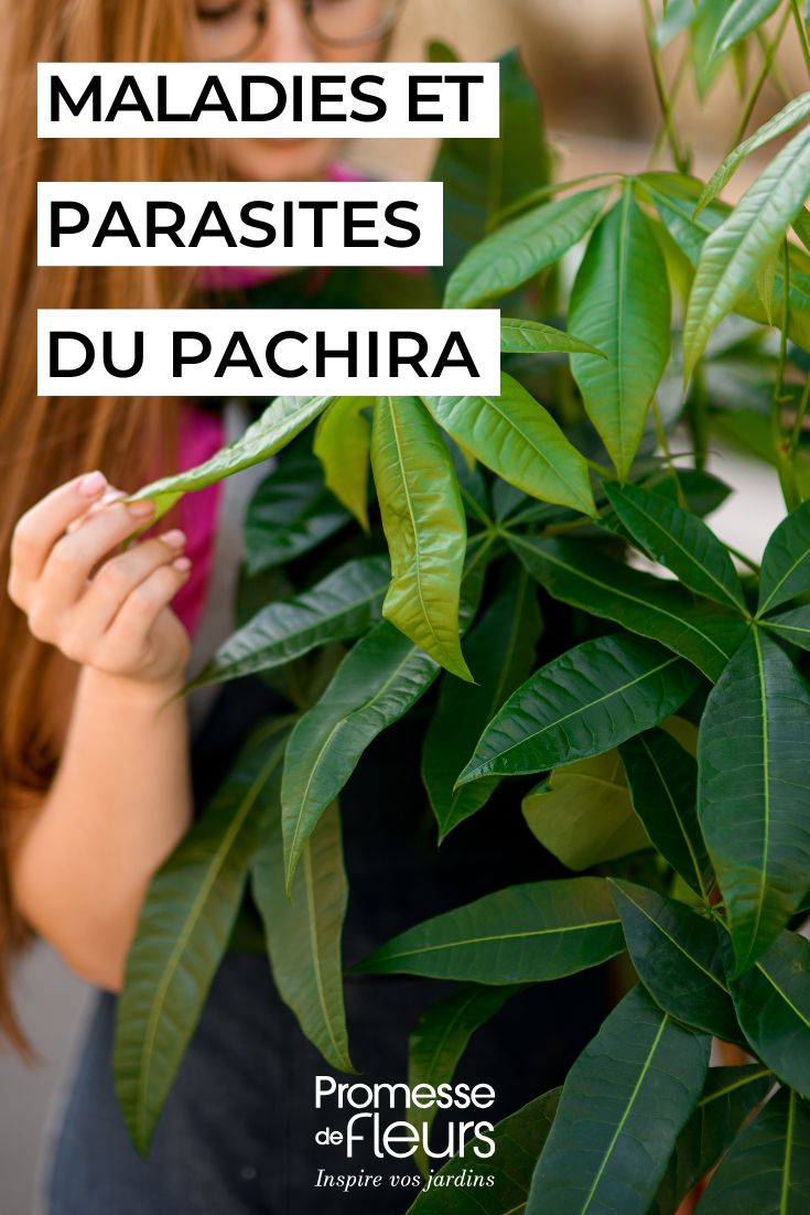 Inspecting a Pachira