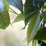 Pachira: seasonal care