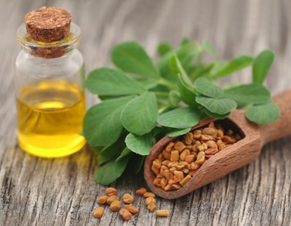 How to make fenugreek oil?