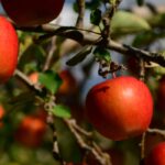 Fruit all year round: is it possible?