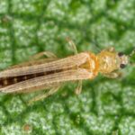 How to get rid of thrips on indoor plants?