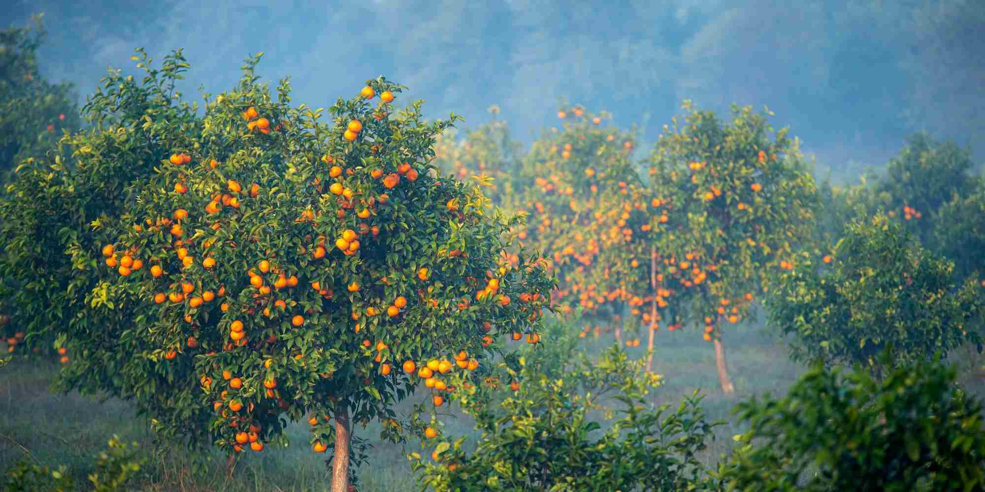 Wintering citrus trees: essential for their survival