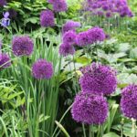 Ornamental alliums: most beautiful large varieties