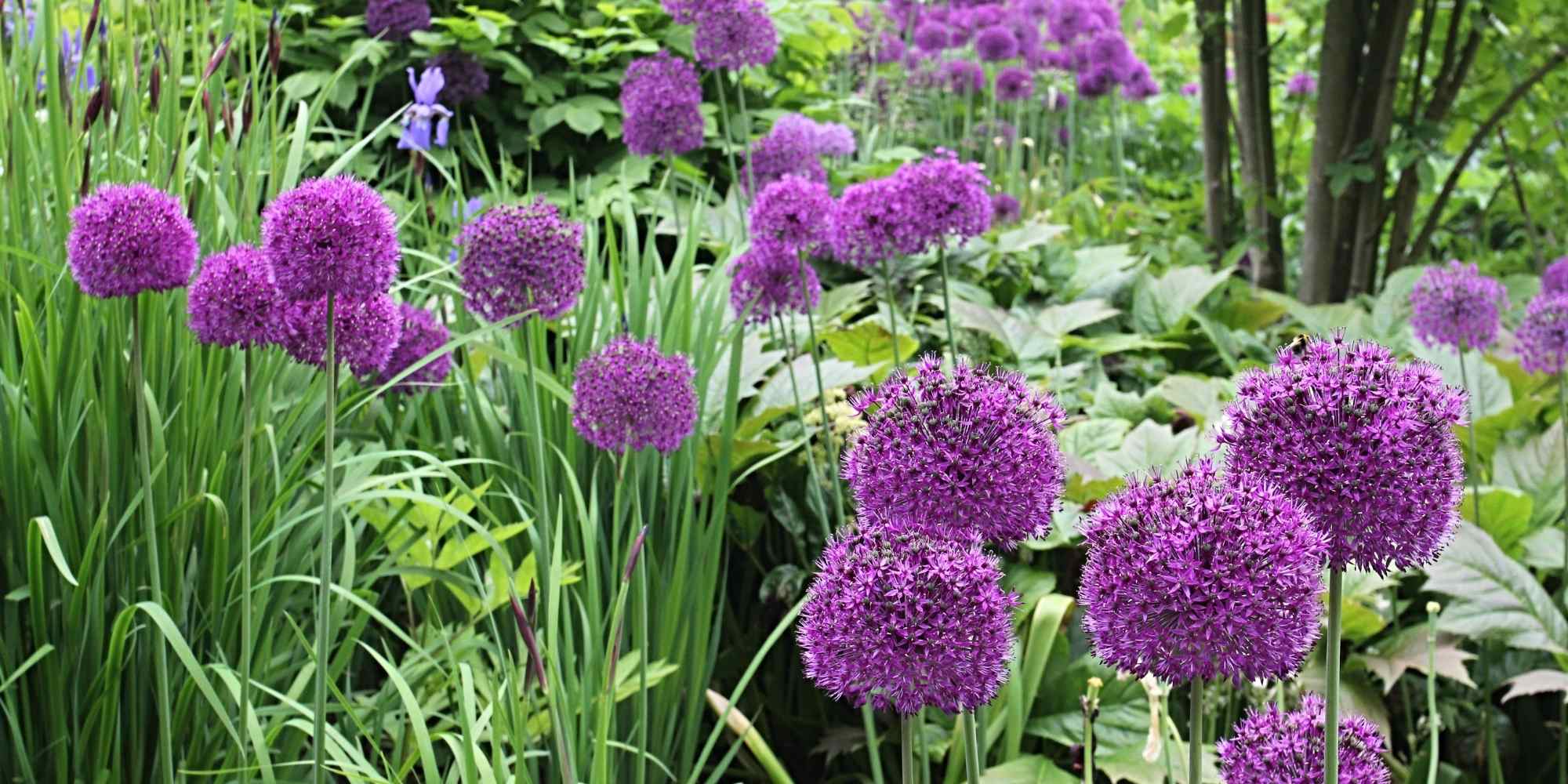 Ornamental alliums: most beautiful large varieties