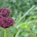 Alliums or ornamental garlics with purple flowers