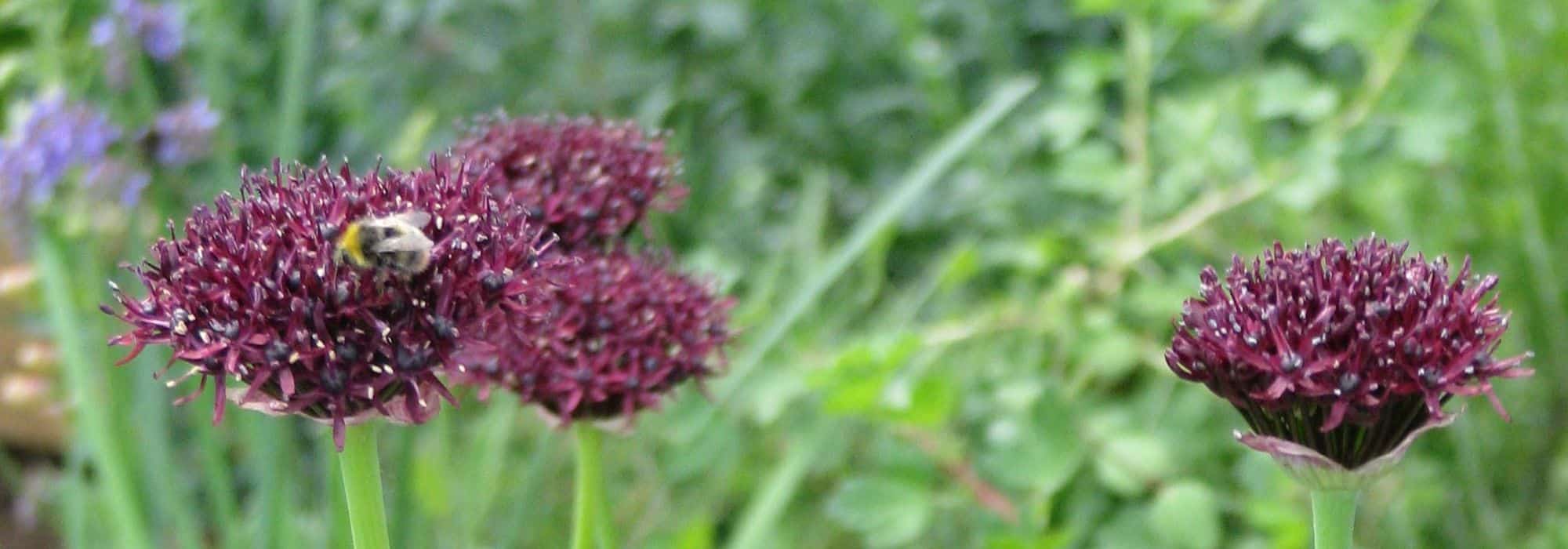 Alliums or ornamental garlics with purple flowers