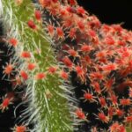 How to get rid of red spider mites on indoor plants?
