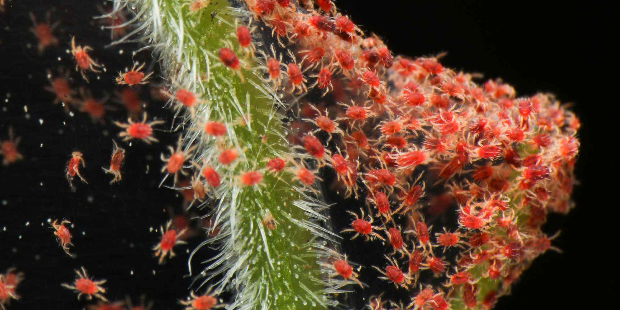 How to get rid of red spider mites on indoor plants?