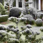 Conifers in the garden: try natural combinations for winter!
