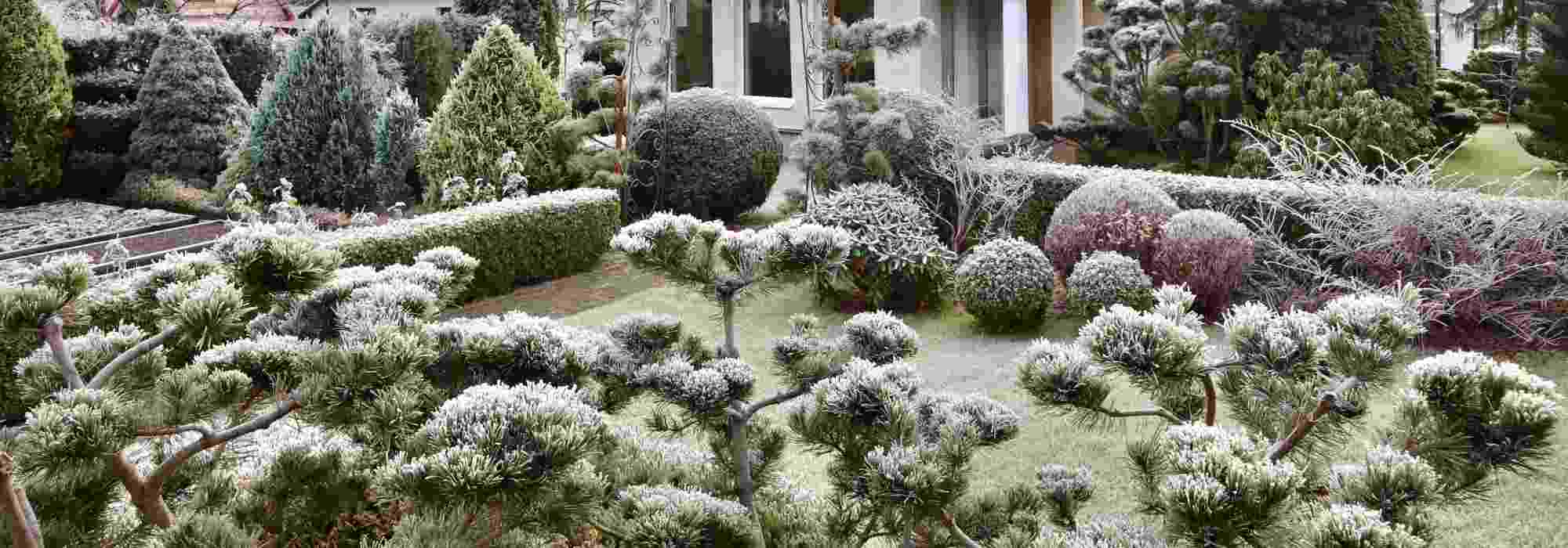 Conifers in the garden: try natural combinations for winter!