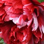 Tree peony and herbaceous peony: which should you choose for your garden?