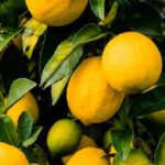 How to properly feed your citrus trees?
