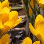 Spring Crocus: how to prolong flowering in the garden?