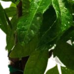 Diseases and parasitic pests of Pachira.
