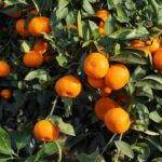 How to grow a citrus tree in open ground to optimise fruiting?