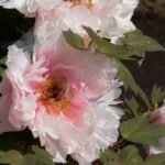 Shrub peonies in pots: how to grow them successfully?
