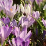 How to plant crocuses in a lawn?
