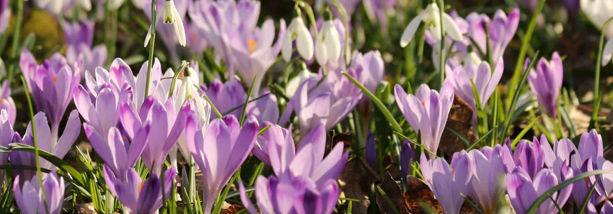 How to plant crocuses in a lawn?