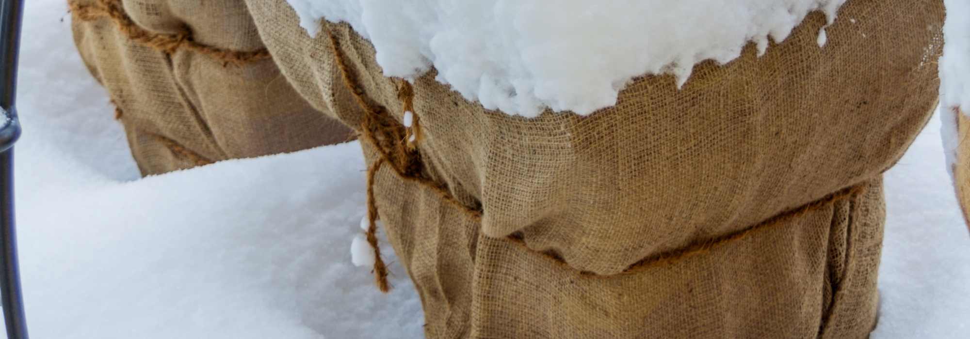 Protecting plants in winter: combating cold and dehydration