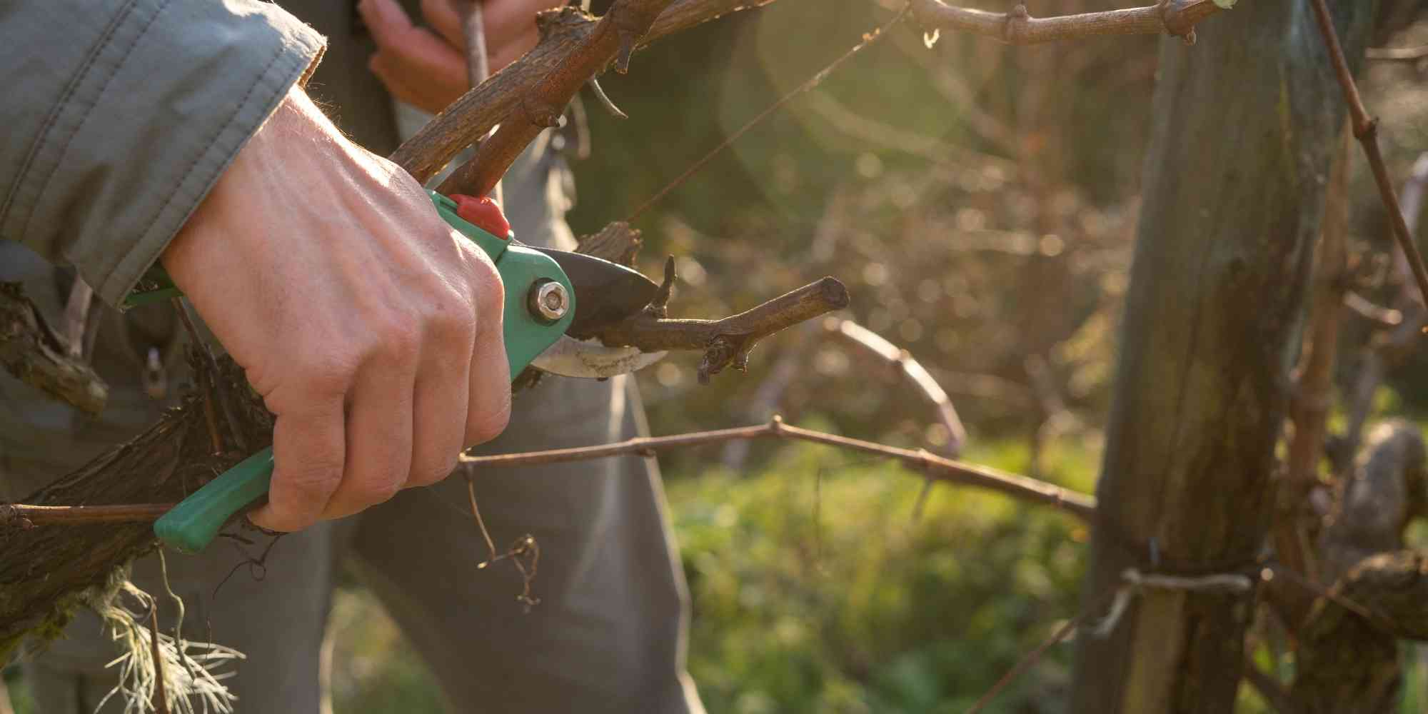 To prune or not to prune?