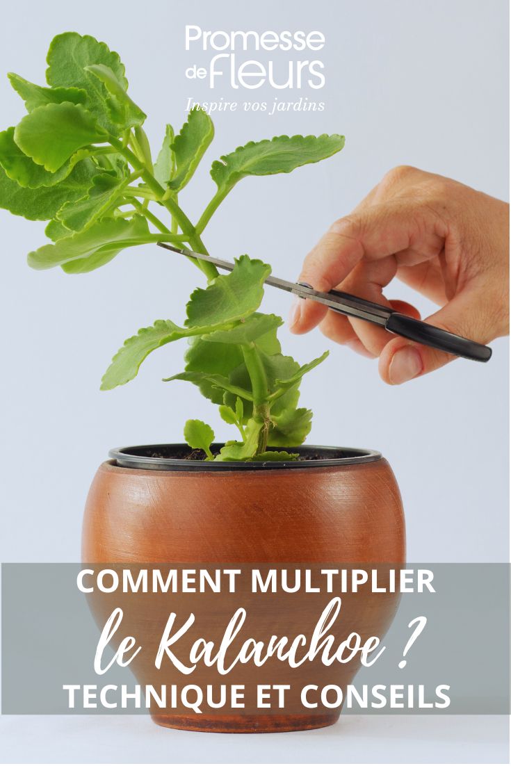 How to easily propagate Kalanchoe at home Propagate Kalanchoe