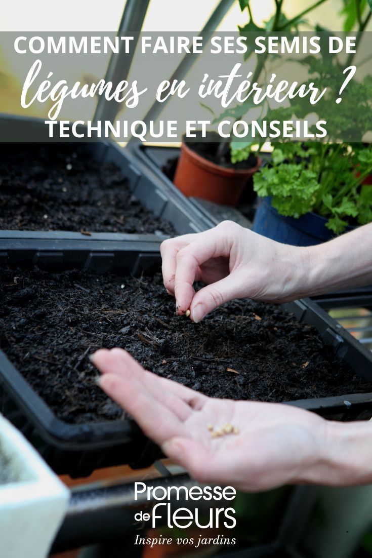 Sowing vegetables indoors