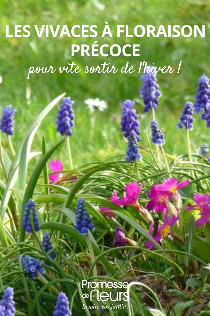 Perennial flowers to herald the end of winter