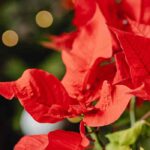 Poinsettia: common mistakes to avoid to keep it vibrant