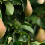 How to really botch pruning on your fruit trees?