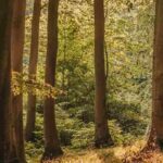 Forest therapy: reconnecting with trees to breathe more easily, think more clearly and feel calmer.
