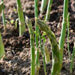 Choosing asparagus for your vegetable garden: our advice