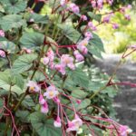 5 great ideas for pairing perennial begonias in shade or partial shade.