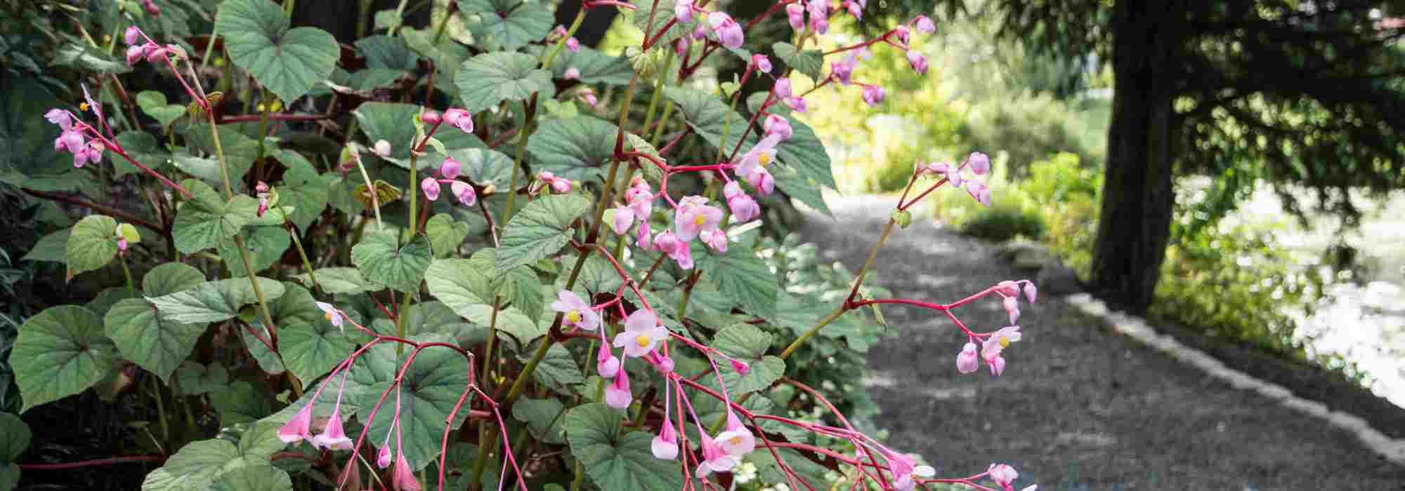 5 great ideas for pairing perennial begonias in shade or partial shade.