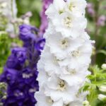 How to choose a Delphinium?