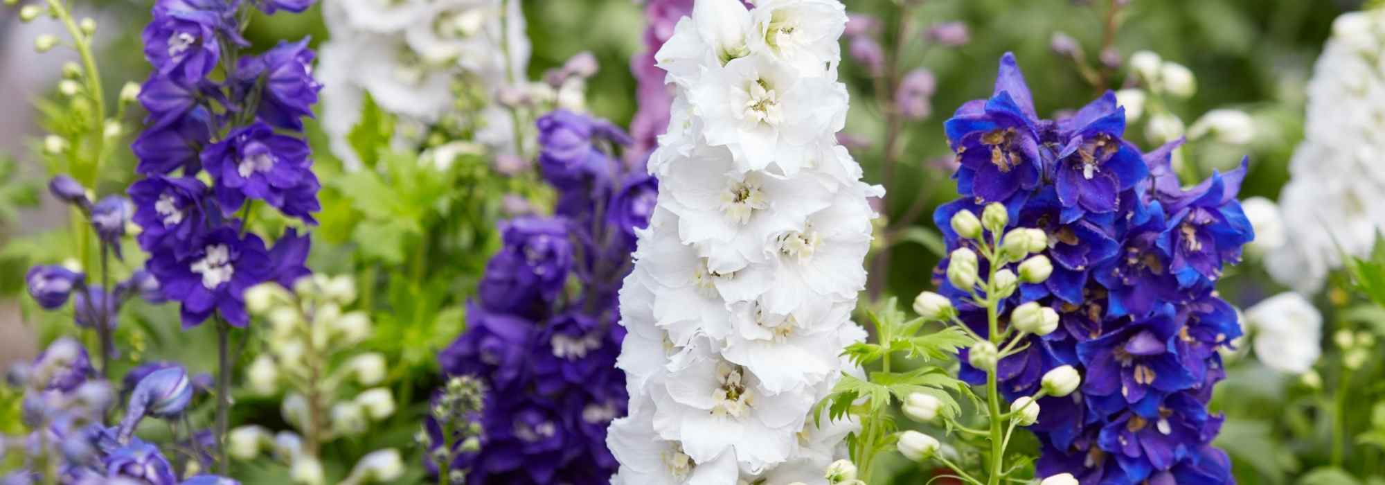 How to choose a Delphinium?