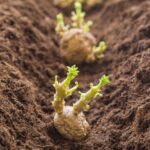 When and how to plant potatoes?