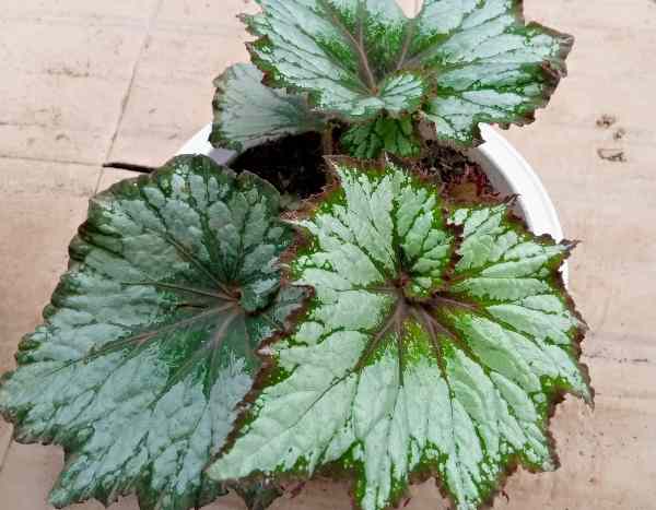Diviser un bégonia d’intérieur est une méthode simple et rapide pour le multiplier. Voici comment procéder selon le type de bégonia et étape par étape.

Quel type de bégonia avez-vous ?
- Rhizomateux (ex. Begonia rex) : on divise le rhizome en sections. Méthode idéale pour multiplier sans semis.
- Canneux (ex. Begonia coccinea, B. maculata) : on sépare des tiges portant des racines ou on marcotte/faire des boutures de tige.
- Tubéreux (ex. Begonia tuberhybrida) : on peut diviser le tubercule dormant en sections munies d’un œil, ou multiplier par boutures/tubercules secondaires.

Matériel
- Sécateur ou couteau bien aiguisé et désinfecté (alcool à 70 %).
- Substrat léger et drainant (terreau pour plantes d’intérieur mélangé à perlite ou vermiculite).
- Pots propres (petits pour jeunes divisions).
- Racineur ou poudre d’hormone (optionnel).
- Étiquettes, arrosoir, plastique transparent ou mini-serre (optionnel pour maintenir humidité).

Quand diviser ?
- Idéal : début du printemps, au début de la reprise de végétation.
- Évitez la période dormant hivernale (sauf pour tubéreux si tubercule est en dormance et bien sec).

Étapes — division d’un bégonia rhizomateux (ex. Begonia rex)
1. Arrosez légèrement la plante la veille pour faciliter le travail.
2. Sortez la plante du pot et enlevez l’excès de terre autour du rhizome.
3. Repérez les yeux ou bourgeons sur le rhizome (points d’où repartiront les tiges).
4. Coupez le rhizome en sections, chaque section devant avoir au moins un œil/bourgeon et un peu de racines si possible.
5. Saupoudrez éventuellement les coupes avec de l’hormone de bouturage.
6. Rempotez chaque section dans un petit pot avec substrat humide mais non détrempé.
7. Placez à la chaleur (18–24 °C), lumière claire et indirecte, et maintenez humidité modérée. Évitez soleil direct.
8. Arrosez parcimonieusement jusqu’à reprise, puis augmenter progressivement l’humidité et les apports d’eau.

Étapes — division d’un bégonia canneux
1. Recherchez des tiges juvéniles avec racines aériennes ou divisez la motte en sections comprenant tiges et racines.
2. Coupez proprement avec sécateur.
3. Repotez chaque section comme ci-dessus. On peut aussi prendre des boutures de tige (10–15 cm), enlever feuilles basses, mettre en eau ou dans substrat avec hormone.

Étapes — division d’un bégonia tubéreux
1. Quand le tubercule est en dormance, nettoyez-le et repérez les yeux.
2. Coupez en sections saines, chacune avec au moins un œil.
3. Laissez cicatriser la coupe à l’air sec quelques jours pour éviter pourriture.
4. Replantez chaque morceau dans un petit pot à faible profondeur et entamez la croissance au printemps.

Après la division — soins
- Humidité : garder substrat légèrement humide, pas détrempé. Brumiser l’air si sec.
- Lumière : luminosité vive, indirecte.
- Température : 18–24 °C idéal.
- Fertilisation : attendre quelques semaines après reprise, puis nourrir faiblement.
- Rempotage : quand jeunes plantes ont 2–3 séries de vraies feuilles, rempoter dans pot plus grand.

Problèmes et précautions
- Pourriture : éviter excès d’eau, utiliser mélange drainant, laisser cicatriser coupes de tubercules.
- Échecs de reprise : parfois divisions sans bourgeon ne repartent pas — privilégier sections avec au moins un œil.
- Poussées lentes : patience — certaines variétés repartent lentement.
- Hygiène : désinfecter outils pour éviter maladies.

Alternatives
- Boutures de feuille (pour rhizomateux) : découper morceaux de feuille avec nervure et poser sur substrat humide ; racinage en quelques semaines.
- Marcottage pour canneux : simple et fiable.

Si vous me dites quel bégonia vous avez (nom commun ou botanique), je peux vous donner des instructions adaptées spécifiquement à cette variété.