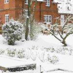 After the snow, how to look after your plants?