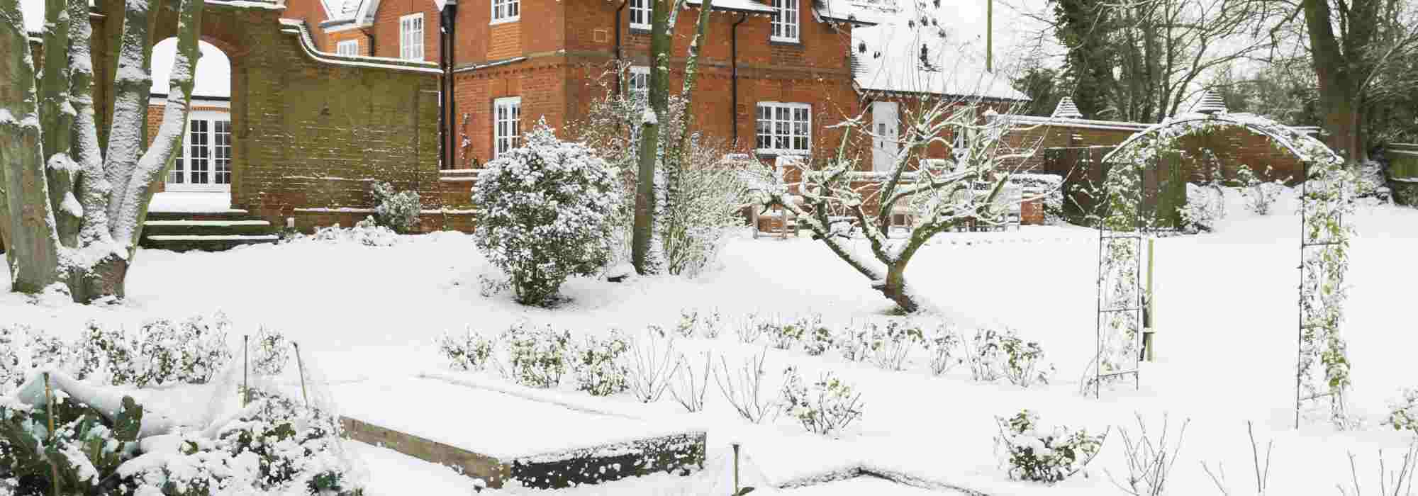After the snow, how to look after your plants?